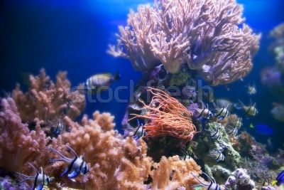 1525947_vizalatti-elet-korall-hal-novenyek-ocean.jpg