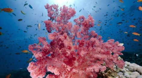 egyiptomi-korall.jpg